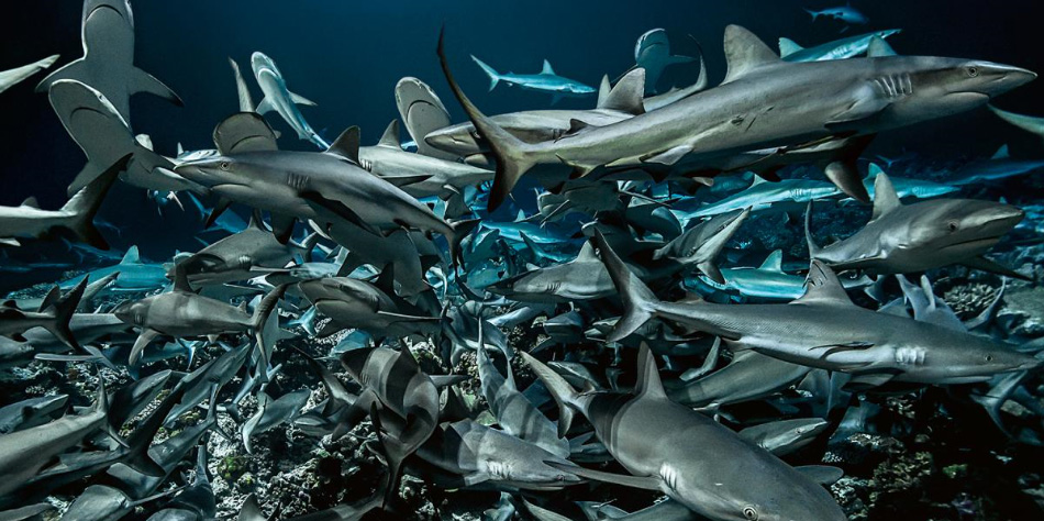 宝珀五十噚倾情呈现《怒海狂鲨》 ——2020年世界海洋日，与宝珀一起“心系海洋”